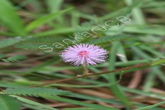 Mimosa pudica